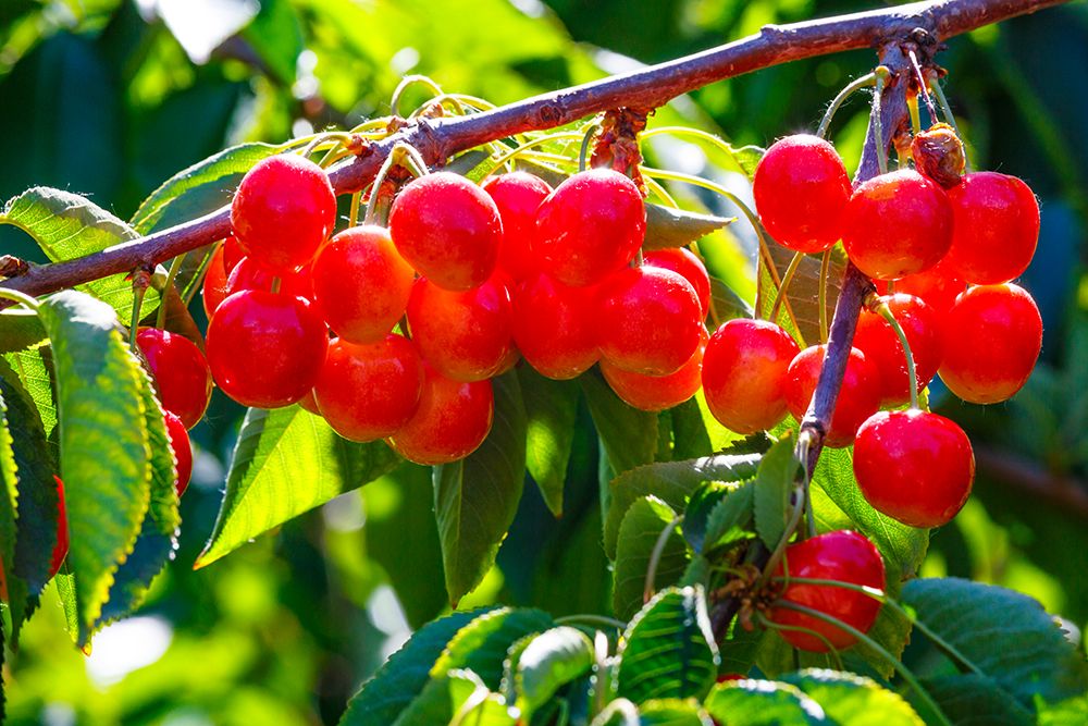 Cherries on the branch, Yakima, Washington State, USA.